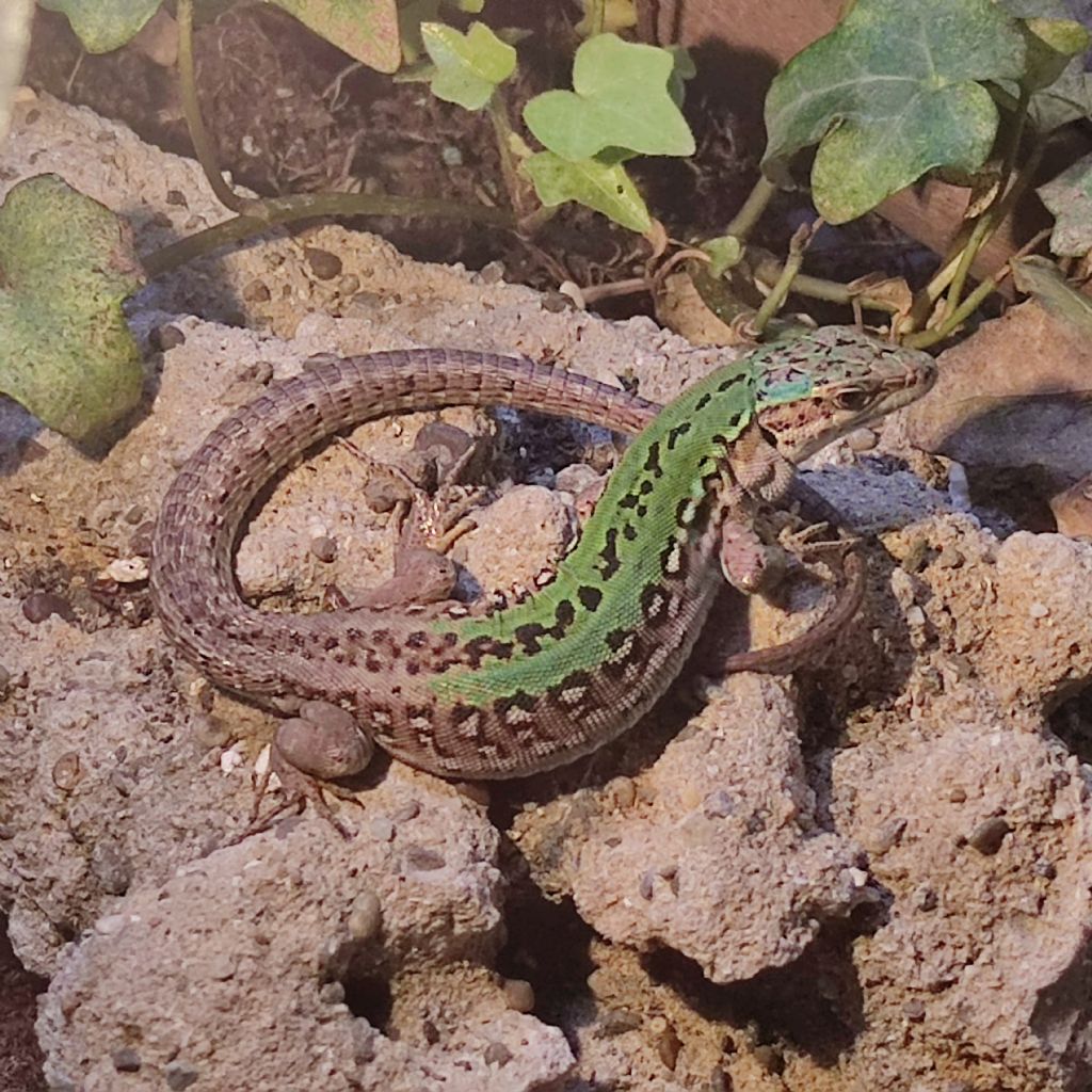 Riconoscimento lucertola: Podarcis siculus campestris, femmina